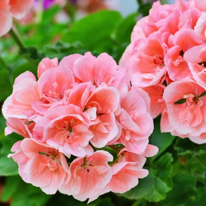Muškát páskatý Nekita Salmon F1 - Pelargonium zonale - semena muškátu - 4 ks