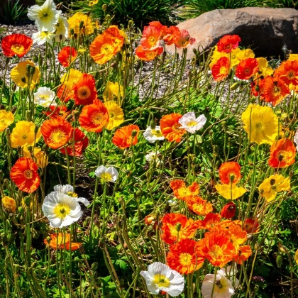 Mák nahoprutý Excelsior směs - Papaver nudicaule - semena máku - 250 ks