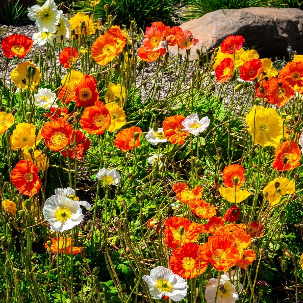 Mák nahoprutý Excelsior směs - Papaver nudicaule - semena máku - 250 ks