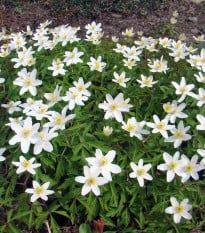 Sasanka hajní - Anemone nemorosa - semena sasanky - 10 ks