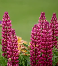 Lupina mnoholistá Lupini Red - Vlčí bob - Lupinus polyphyllus - semena lupiny - 15 ks