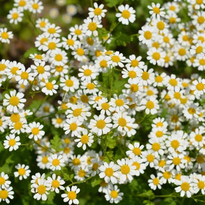 Řimbaba obecná Golden Feverfew - Chrysanthemum parthenium aureum - semena řimbaby - 400 ks