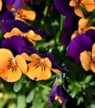 Maceška Jolly Joker F2 - Viola wittrockiana - semena macešky - 20 ks