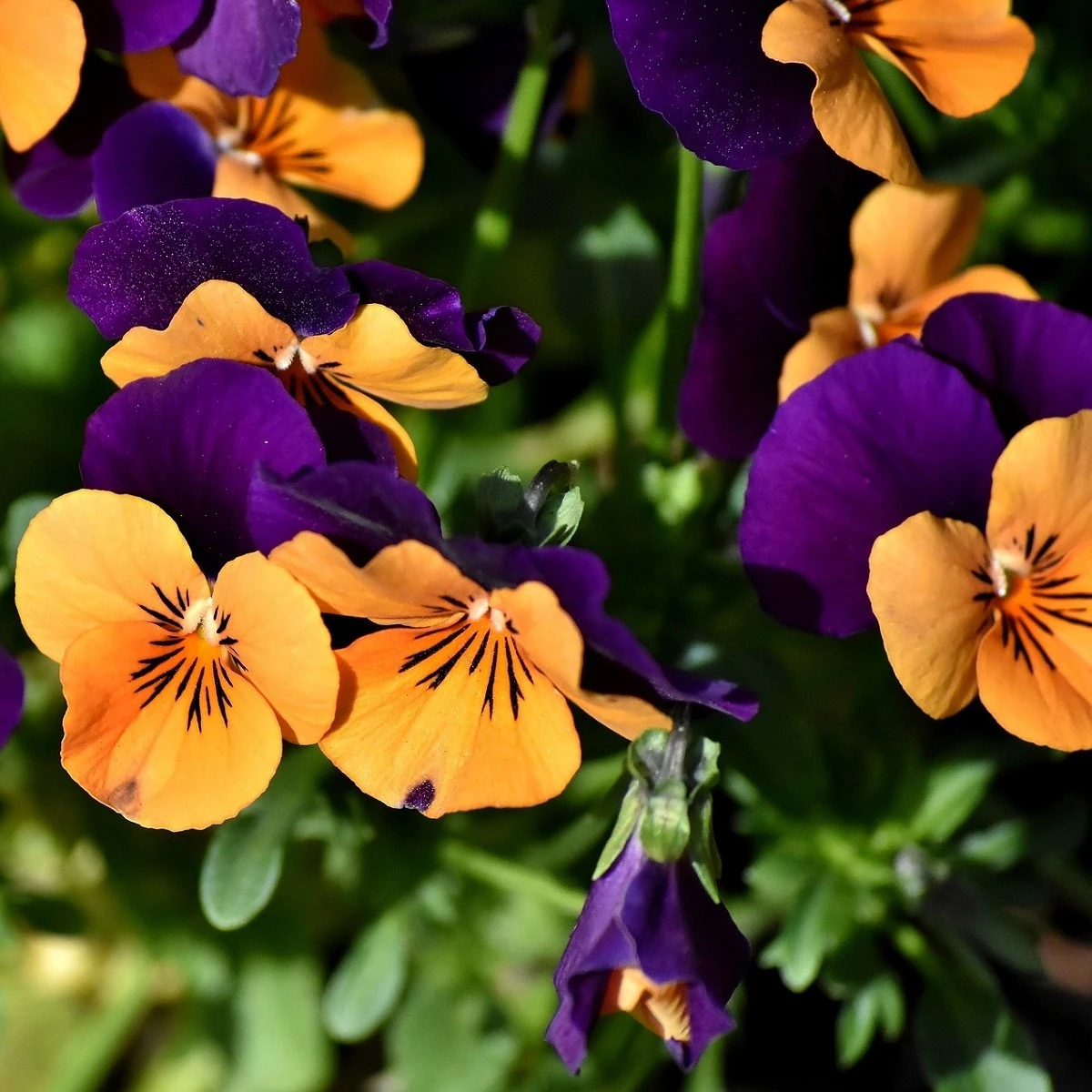 Maceška Jolly Joker F2 - Viola wittrockiana - semena macešky - 20 ks