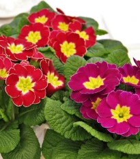 Prvosenka bezlodyžná směs - Primula vulgaris - semena prvosenky - 15 ks
