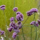 Sporýš argentinský - Verbena bonariensis - semena sporýše - 200 ks