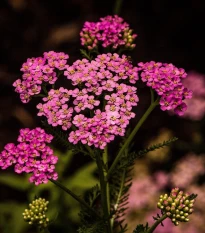 Řebříček tužebníkový Colorado mix - Achillea millefolium - semena řebříčku - 20 ks