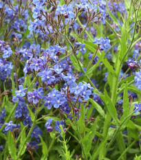 Pilát kapský - Anchusa capensis - semena pilátu - 50 ks