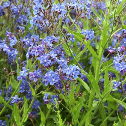 Pilát kapský - Anchusa capensis - semena pilátu - 50 ks
