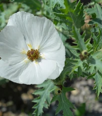 BIO Pleskanka - Argemone platyceras - bio semena pleskanky - 50 ks