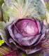 BIO Zelí červené Granat - Brassica oleracea - bio semena zelí - 40 ks
