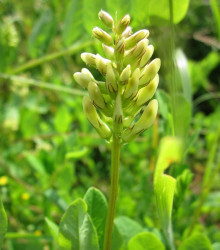 Kozinec sladkolistý - Astragalus glycyphyllos - semena kozince - 20 ks