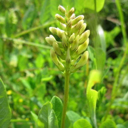 Kozinec sladkolistý - Astragalus glycyphyllos - semena kozince - 20 ks