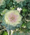 Okrasné zelí bílé Crane F1 - Brassica oleracea - semena okrasného zelí - 20 ks
