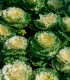 Okrasné zelí bílé Nagoya F1- Brassica oleracea - semena okrasného zelí - 20 ks