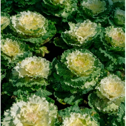 Okrasné zelí bílé Nagoya F1- Brassica oleracea - semena okrasného zelí - 20 ks