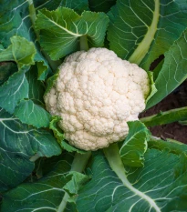 Květák raný Igloory - Brassica oleracea - semena květáku - 20 ks