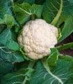 Květák raný Igloory - Brassica oleracea - semena květáku - 20 ks