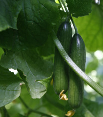 BIO Okurka salátová Persika - Cucumis sativus - bio semena okurky - 10 ks
