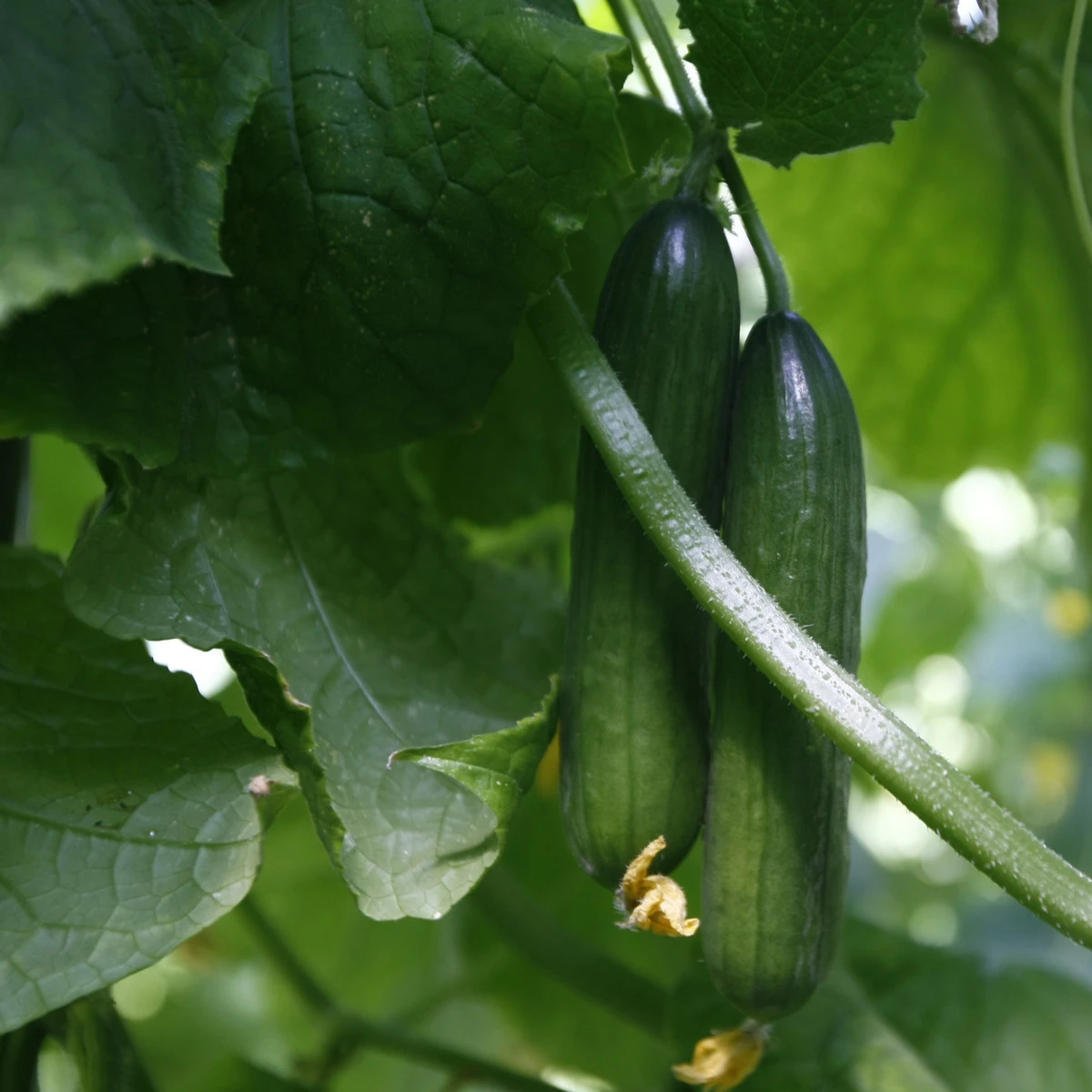 BIO Okurka salátová Persika - Cucumis sativus - bio semena okurky - 10 ks
