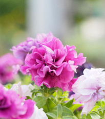 Petúnie Pirouette F1 - Orchid Mist - Petunia grandiflora - semena petúnie - 20 ks