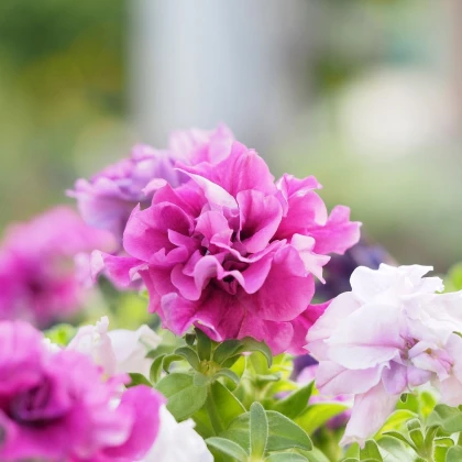 Petúnie Pirouette F1 - Orchid Mist - Petunia grandiflora - semena petúnie - 20 ks