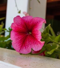 Petúnie mnohokvětá Rita F1 - Petunia hybrida - semena petúnie - 30 ks