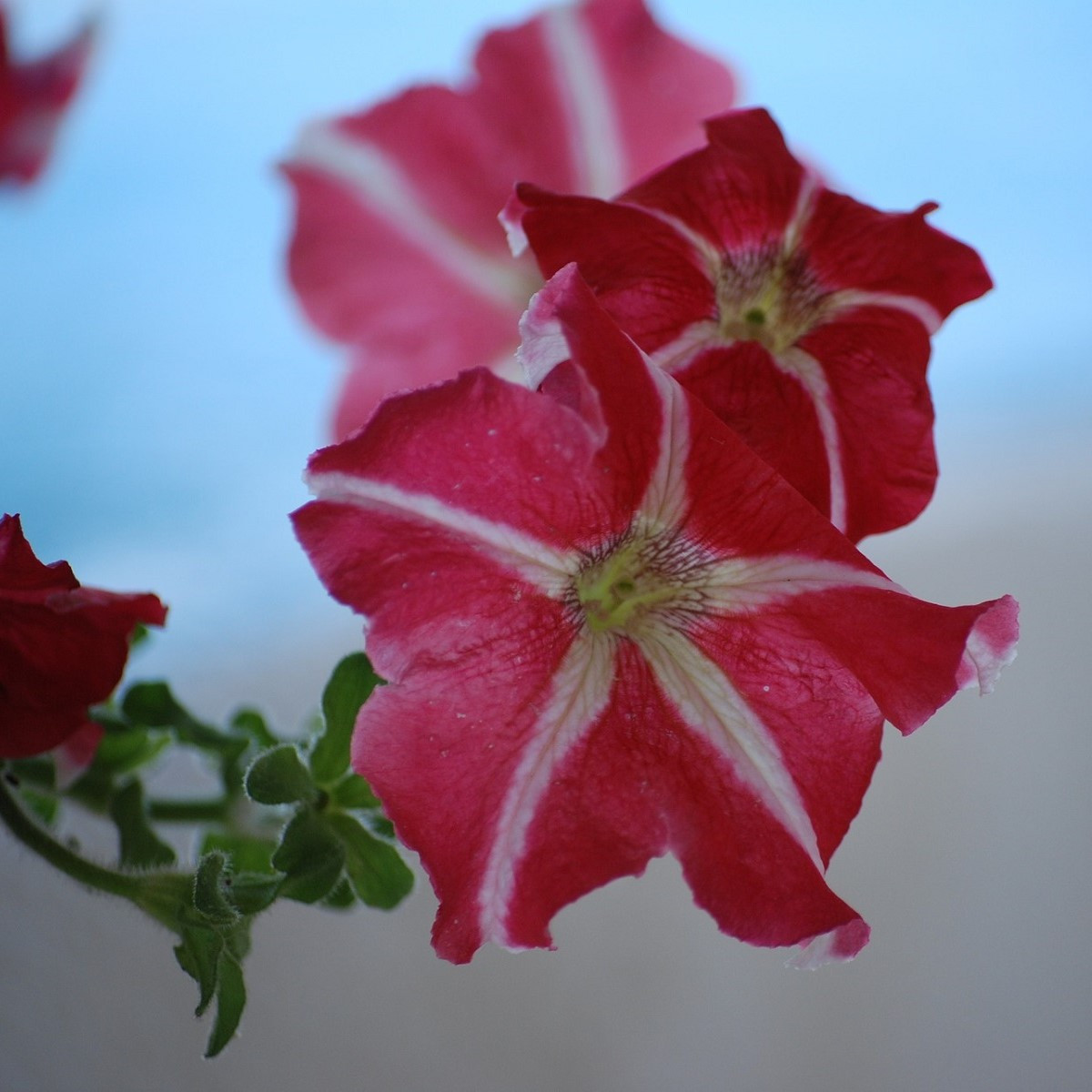 Petúnie mnohokvětá Belinda F1 - Petunia hybrida - semena petúnie - 30 ks