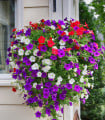 Petúnie velkokvětá převislá mix barev - Petunia hybrida pendula - semena petúnie - 150ks