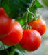 BIO Rajče Hamlet F1 - Solanum lycopersicum - bio semena rajčete - 6 ks