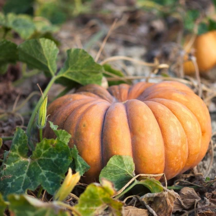 BIO Dýně Muscat De Provence - Cucurbita moschata - bio semena dýně - 5 ks