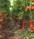 BIO Rajče Matina - Solanum lycopersicum - bio semena rajčete - 15 ks