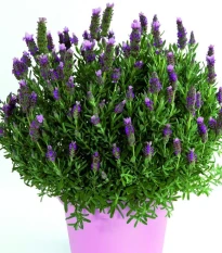 Levandule francouzská Bandera Pink - Lavandula stoechas - semena levandule - 20 ks