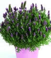 Levandule francouzská Bandera Pink - Lavandula stoechas - semena levandule - 20 ks