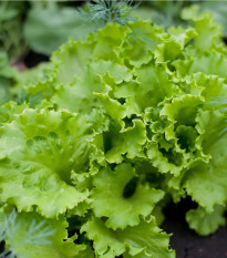 BIO semena salátu Batavia Leny – Lactuca sativa – pěstování bio semen