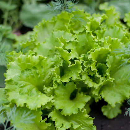 BIO Salát Batavia Leny - Lactuca sativa - bio semena salátu - 100 ks