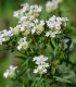 Máta americká horská - Pycnanthemum pilosum - semena máty - 20 ks