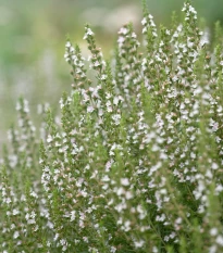 Yzop lékařský bílý - Hyssopus officinalis - semena yzopu - 100 ks