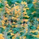 Agastache Apricot Sprite - Agastache aurantiaca - semena agastache - 20 ks