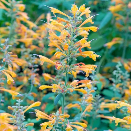 Agastache Apricot Sprite - Agastache aurantiaca - semena agastache - 20 ks