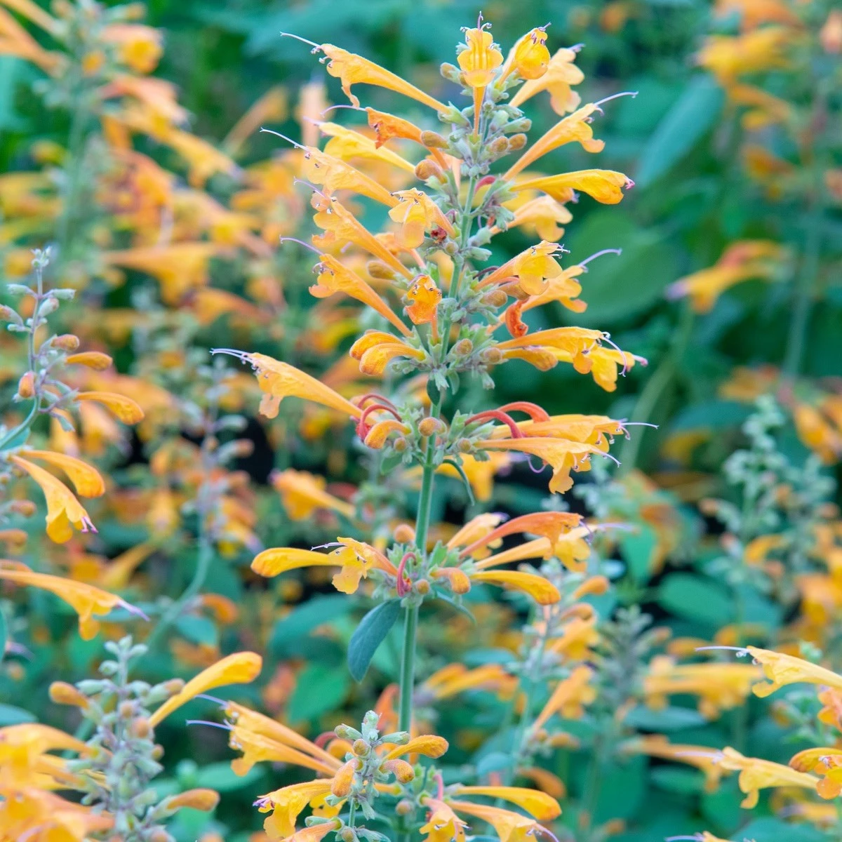 Agastache Apricot Sprite - Agastache aurantiaca - semena agastache - 20 ks