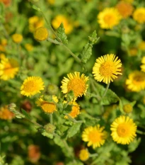 Blešník obecný - Pulicaria vulgaris - semena blešníku - 50 ks