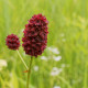 Krvavec Toten - Sanguisorba officinalis - semena krvavce - 8 ks