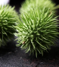 Okurka okrasná - Cucumis hirsutus - semena okurky - 6 ks