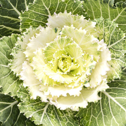 Okrasné zelí bílé Nagoya F1- Brassica oleracea - semena okrasného zelí - 20 ks