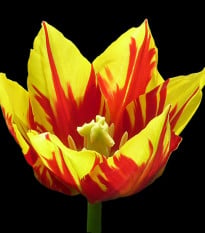 Tulipán Mickey Mouse - cibuloviny - 3 ks