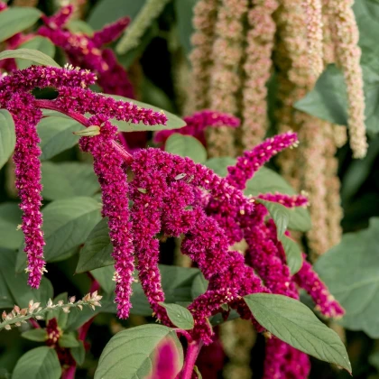 Laskavec ocasatý směs - Amaranthus caudatus mix - semena - 0,2 gr