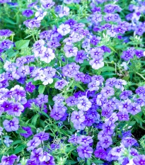 Plaménka Drummondova směs - Phlox drum. mix - semena plaménky - 180 ks