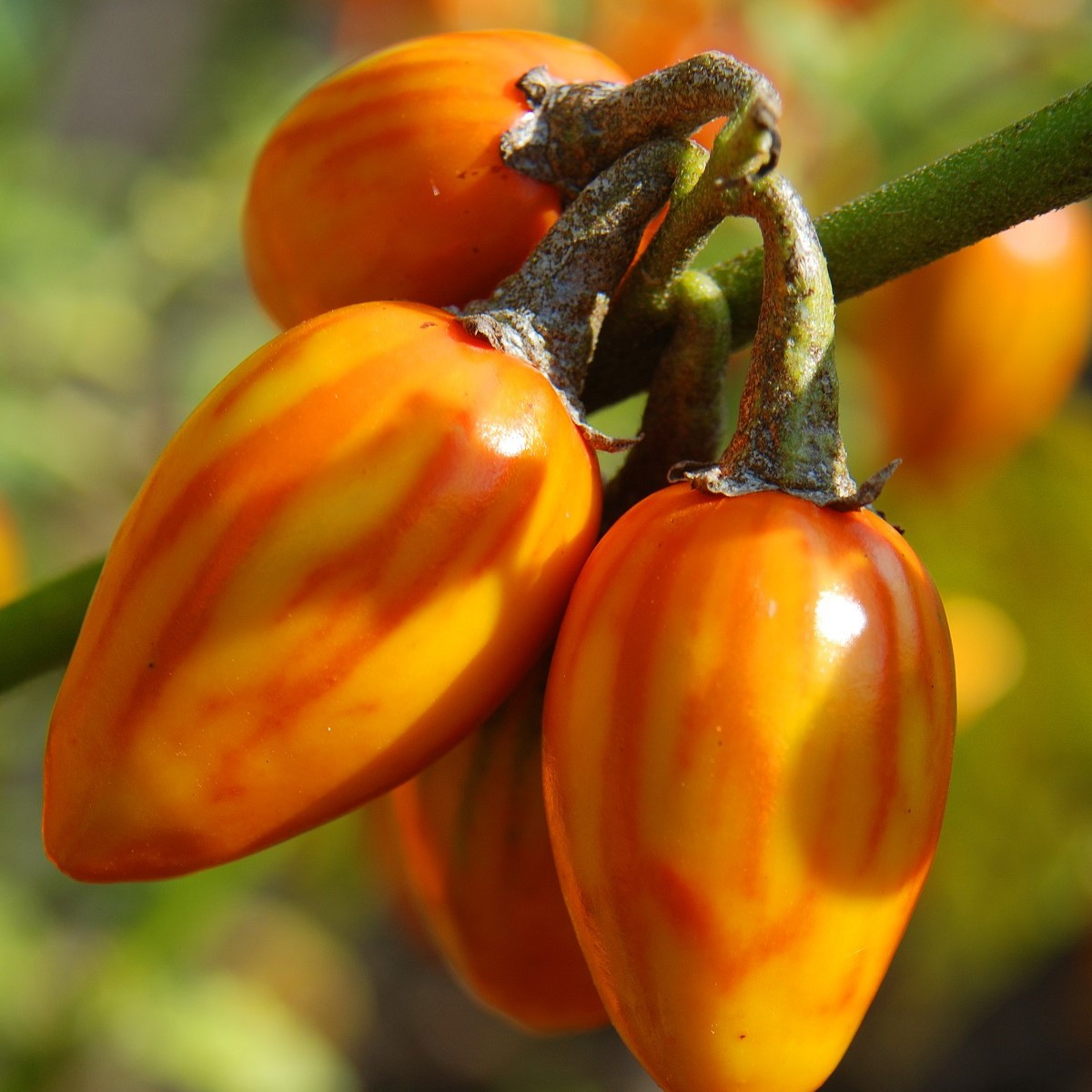 Lilek pruhovaný - Solanum melongena - semena - 6 ks