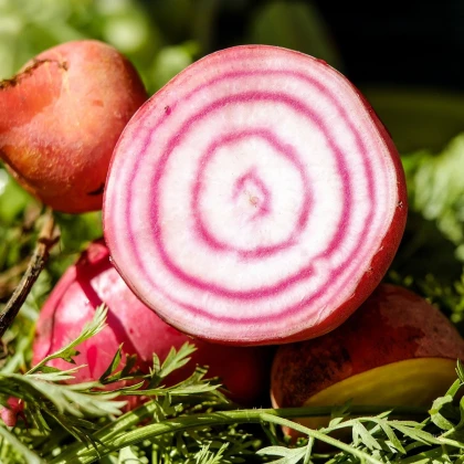 Řepa italská - Beta vulgaris - prodej původních odrůd zeleniny - 8 ks